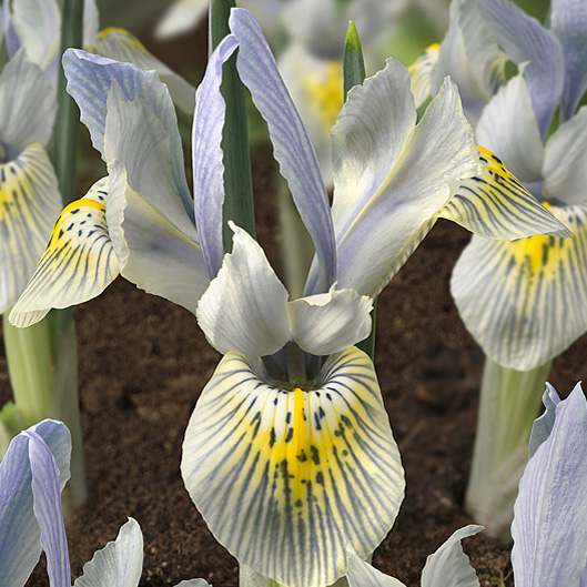 Iris Katharine Hodgkin pack of 10
