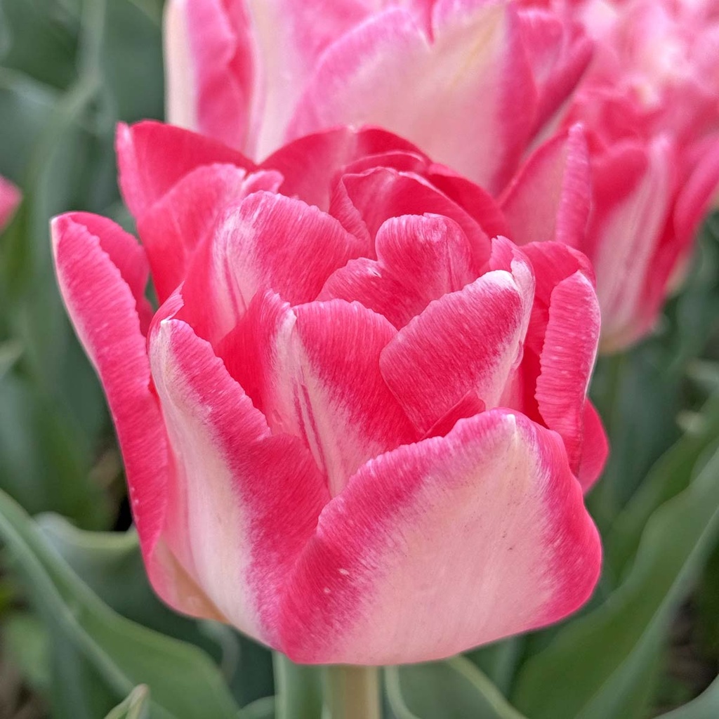 Pink Delight