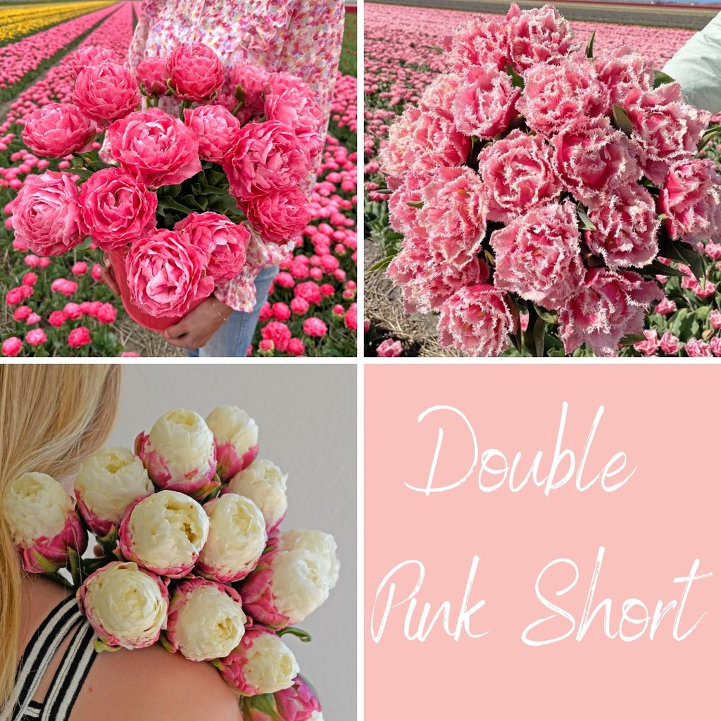 Mix Double Pink Short (30 tulip bulbs)