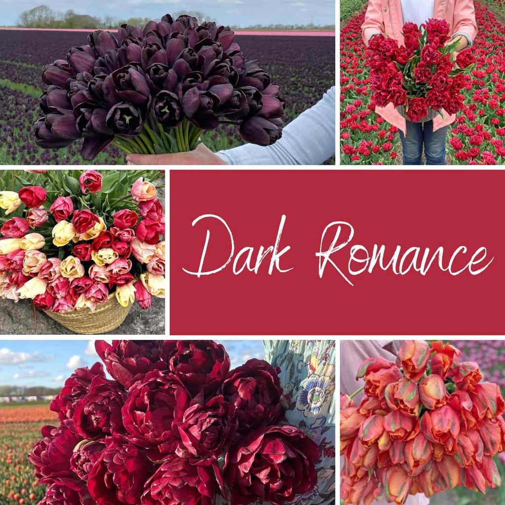Mix Dark Romance (50 tulip bulbs)