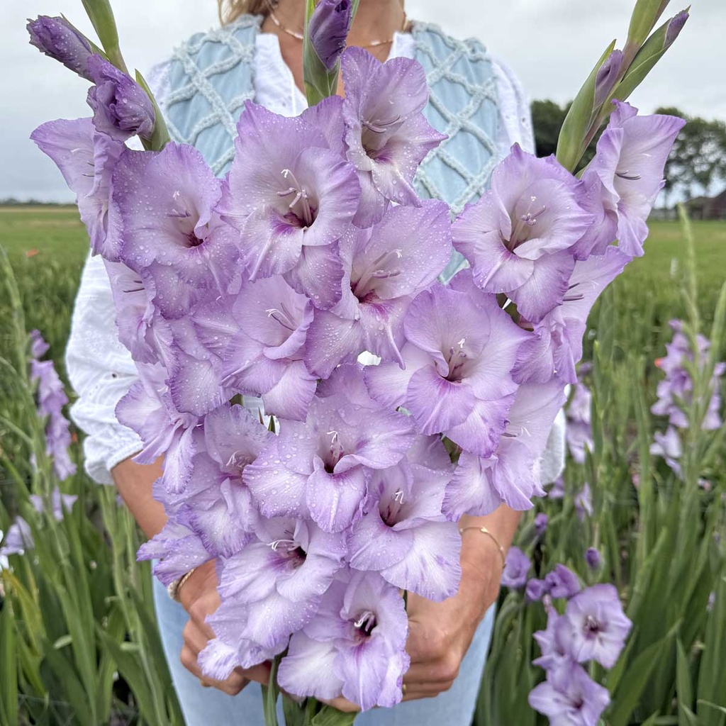 Gladiolus Blue Tropic