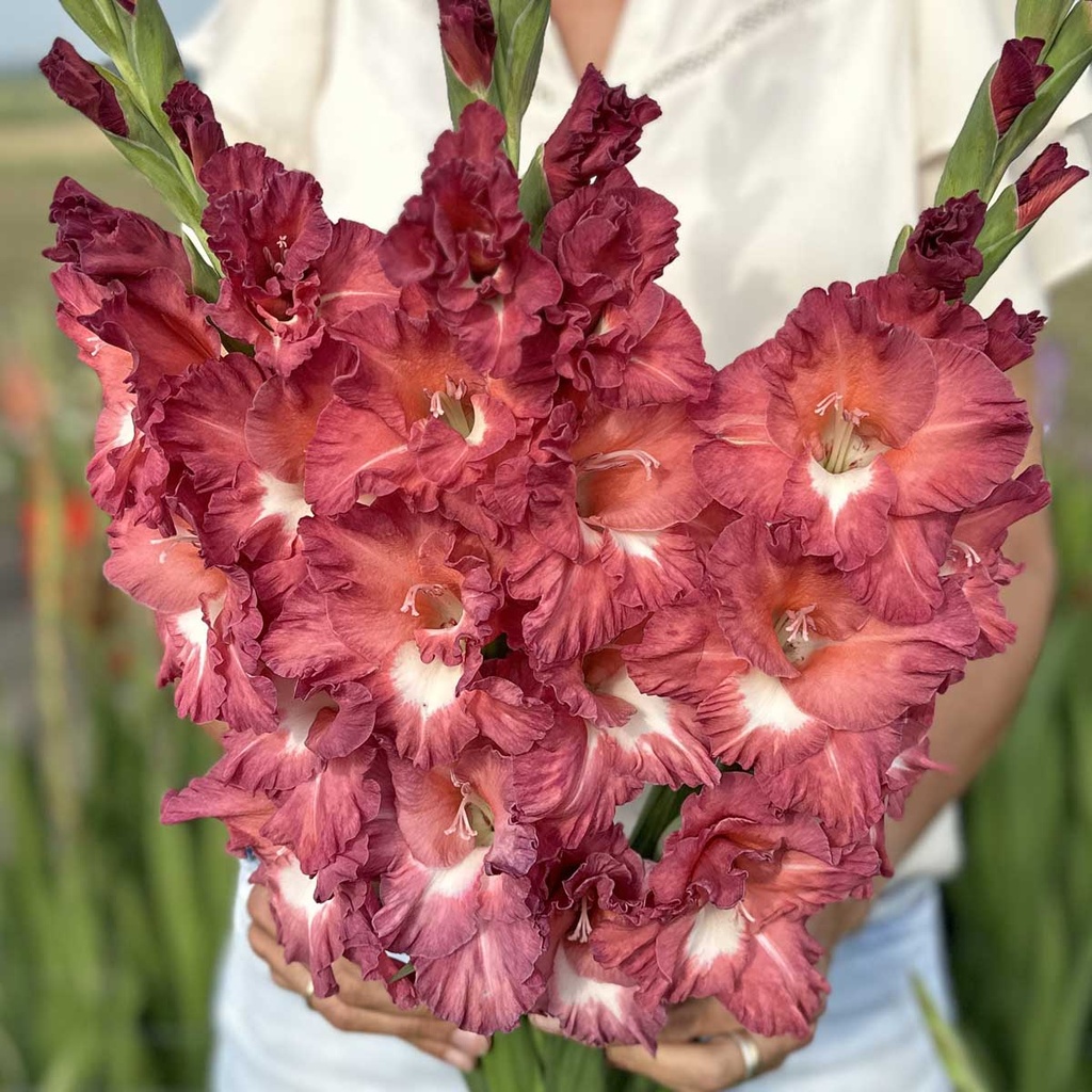 Gladiolus Tiramisu