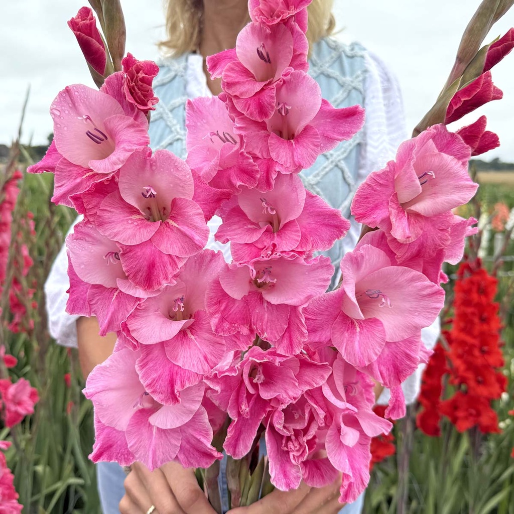 Gladiolus Rosette