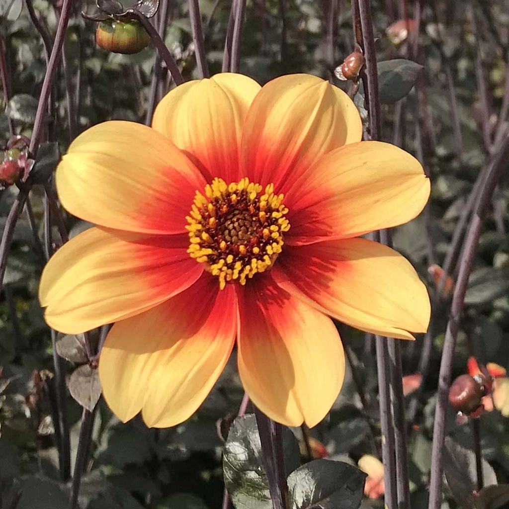 Sunshine