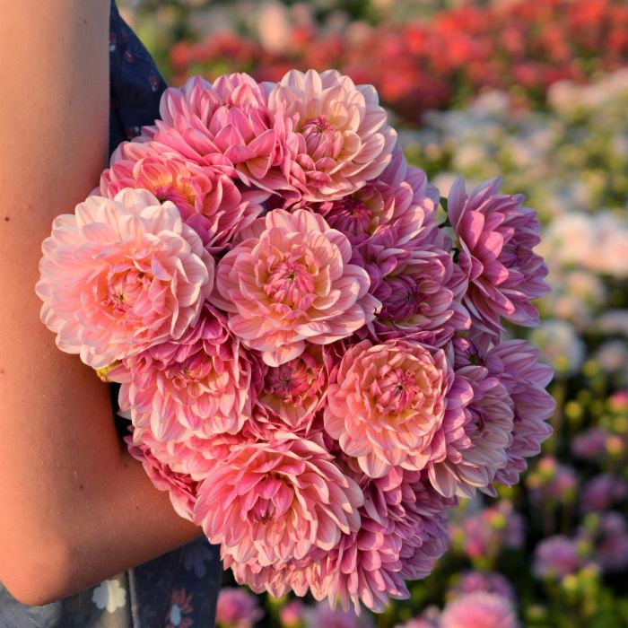Pink Magic
