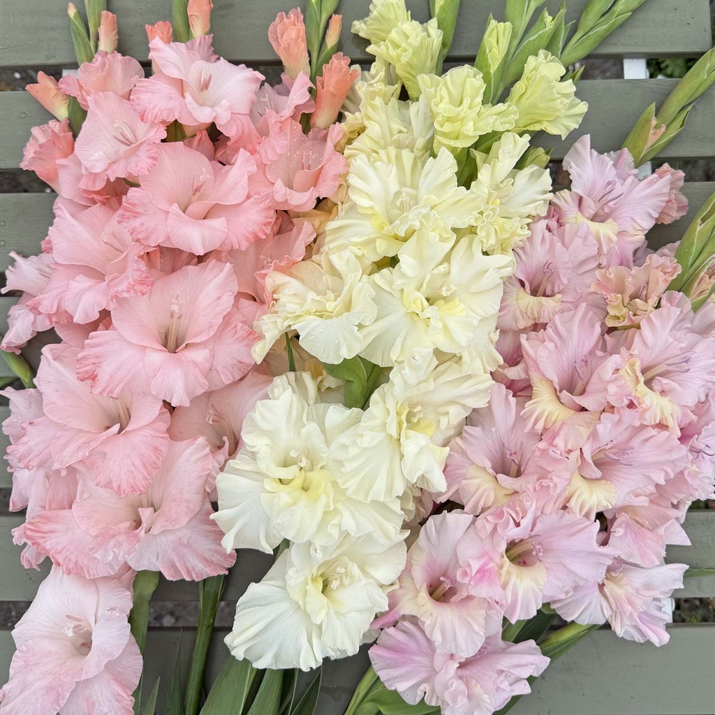 Mix Pastel Breeze (3 bags)