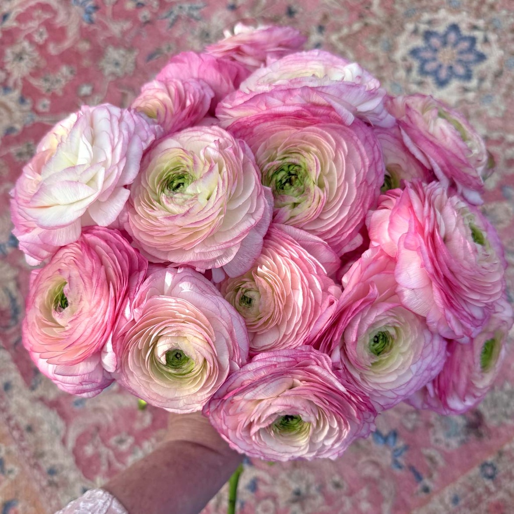 Ranunculus Cloni Success Felicidade®