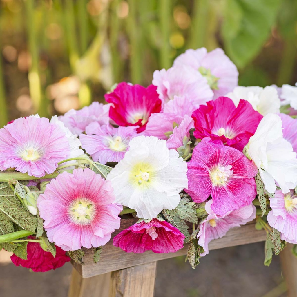 Alcea Indian Spring Mix (hollyhock)