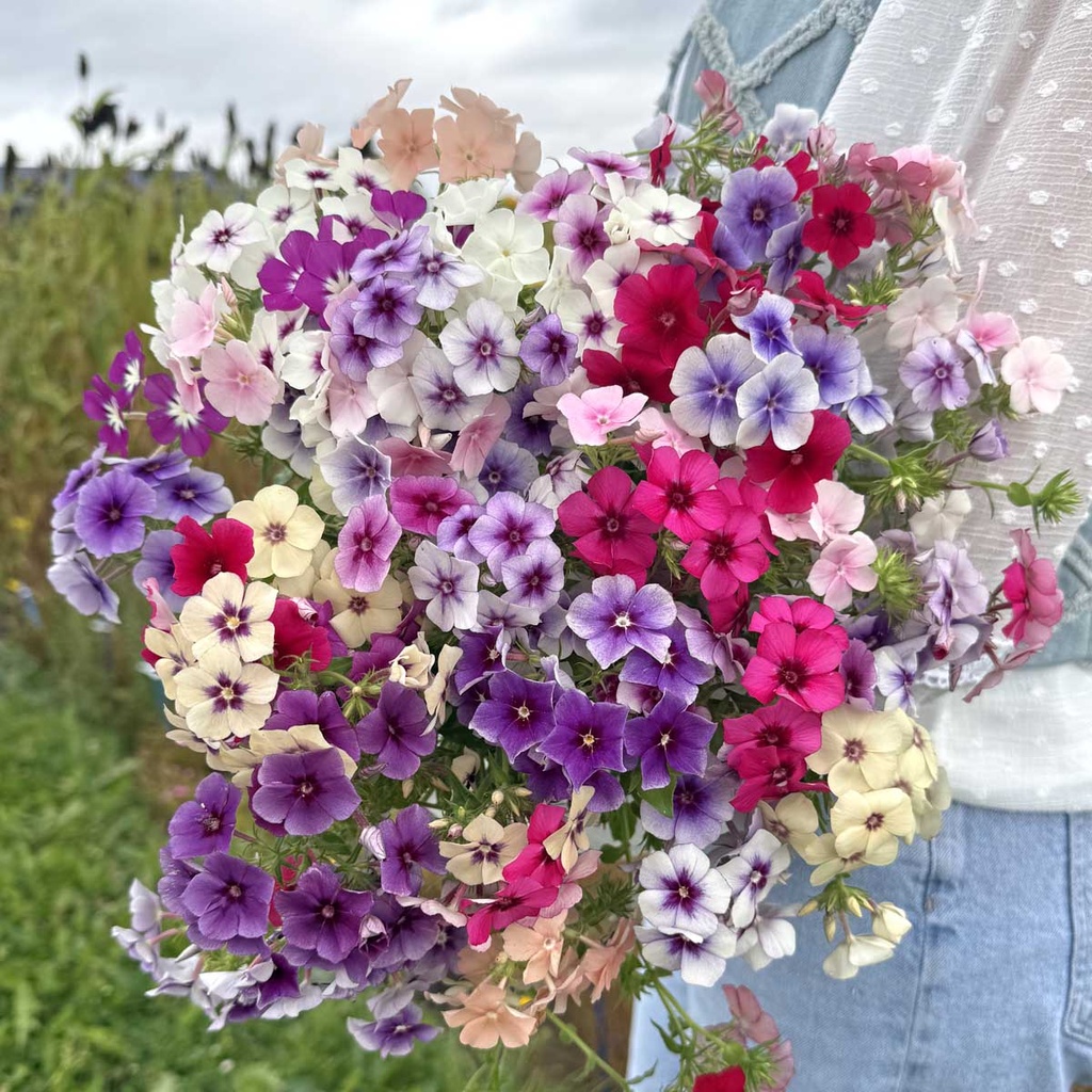 Phlox Tapestry Mixture