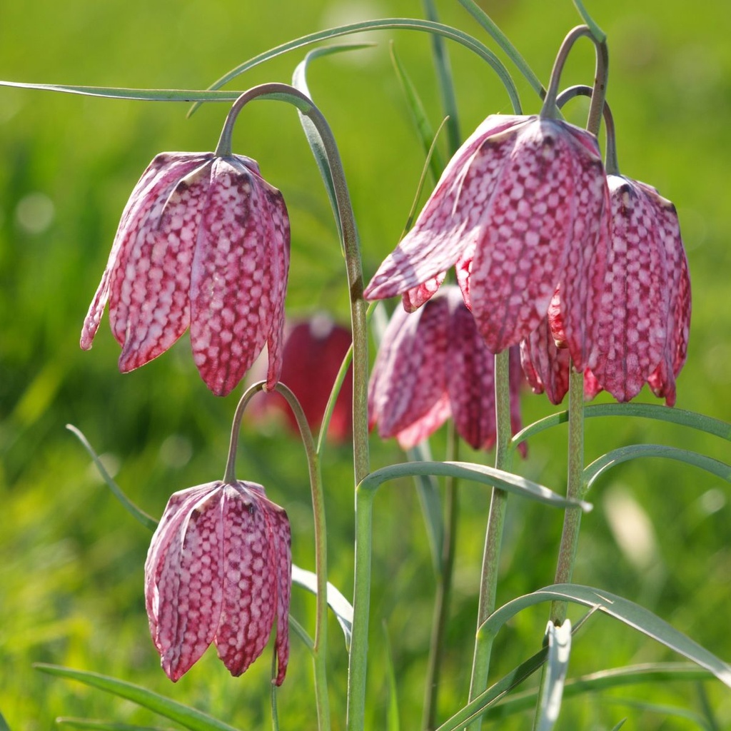Fritillaria Meleagris 25x