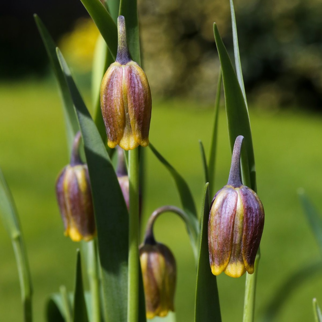 Fritillaria Uva Vulpis 25x