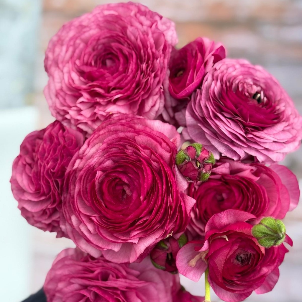 Ranunculus Elegance Viola®