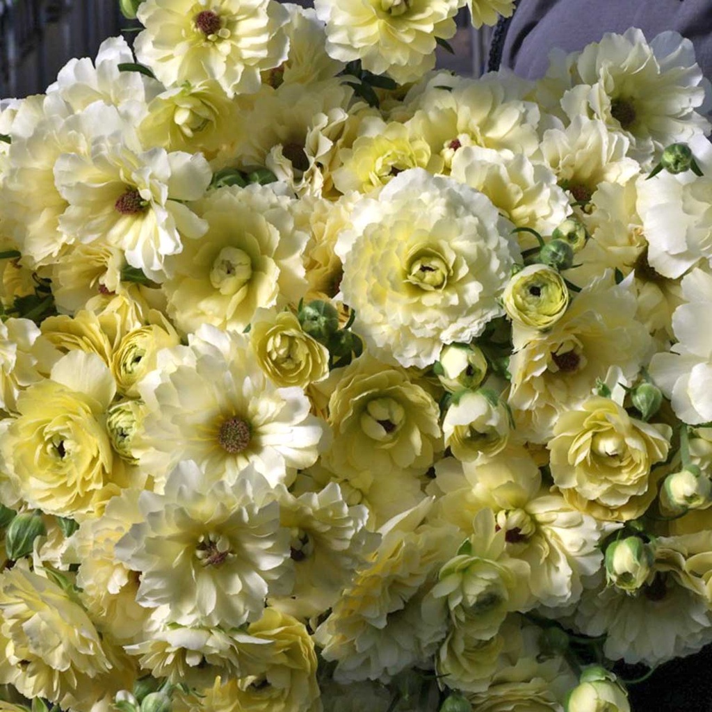 Ranunculus Natura Moderna Lime