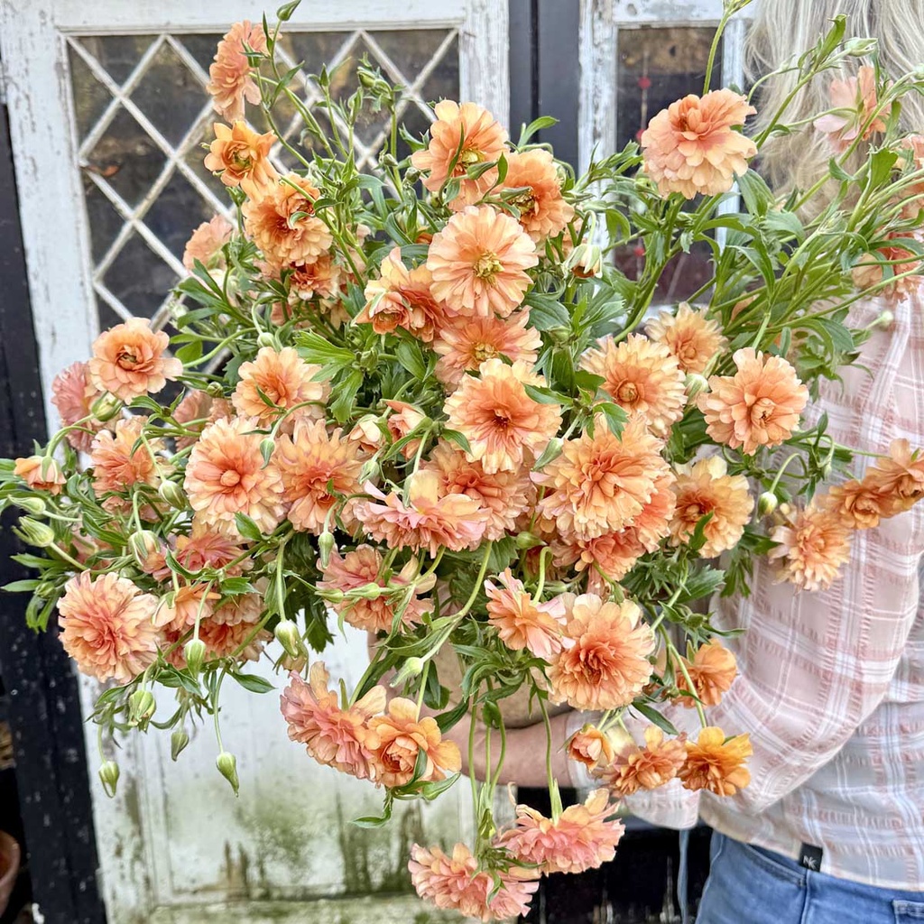 Ranunculus Natura Moderna Miele