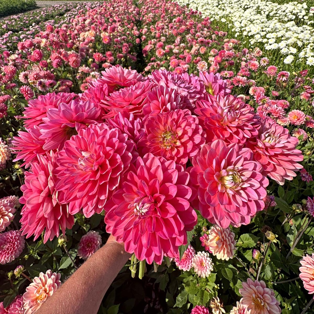 Melody Pink Allegro