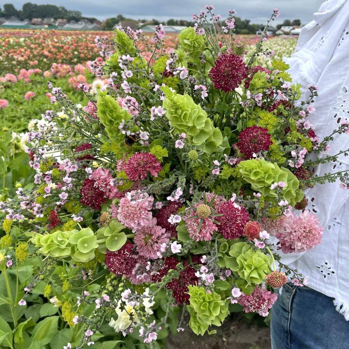 Mix Rosy Dream- 5x flower seeds