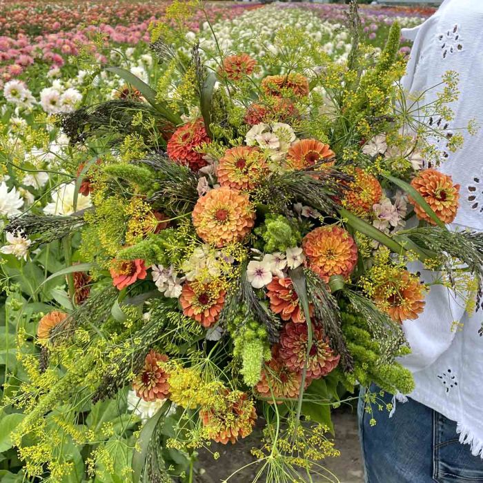 Mix Sunset Orange - 5 x flower seeds