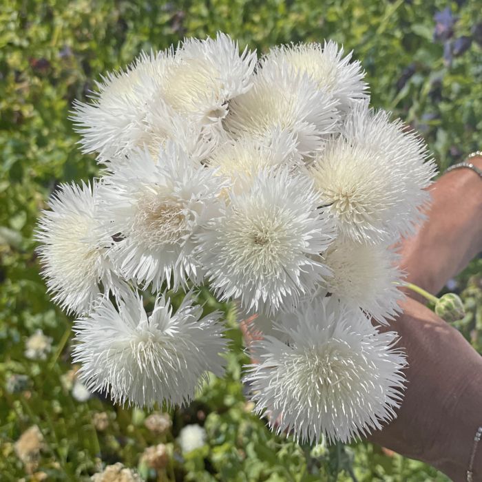 Centaurea The Bride